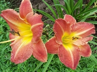 Skaists dārzs 'Cīruļos'