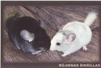 Rūjienas Šinšillas