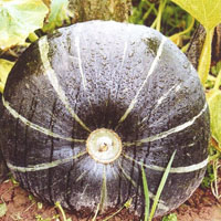 Saimniecība Lejasvagaļi