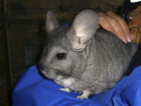 Z/s Rūjienas šinšillas